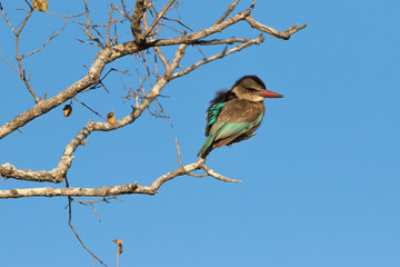 Beautiful Brown hooded Kingfisher perched in tree as seen while on safari.
