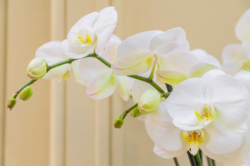 Fototapeta na wymiar close up of blooming white Phalaenopsis or Moth dendrobium Orchid flower.