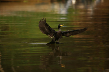Neotropic Cormorant