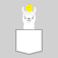Llama alpaca face head in the pocket. Chicken. Cute cartoon animals. Kawaii character. Dash line. White and black color. T-shirt design. Baby gray background. Isolated. Flat design.