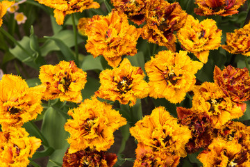 spring flowers tulips