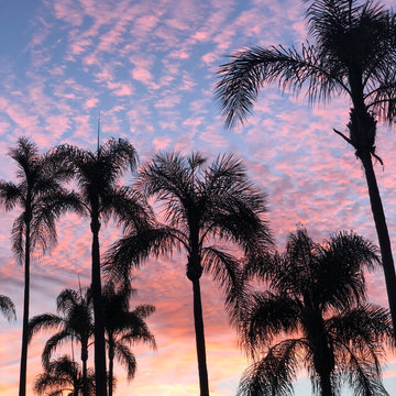 Tropical pink sunset over Palm Trees in San Diego, California