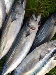 Close-up of fish at a market stall. Haddock nature