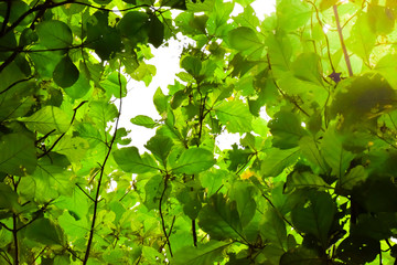 green leaves of a tree