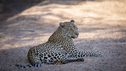 Relaxed female leopard resting in cool riverbed in her natural environment.