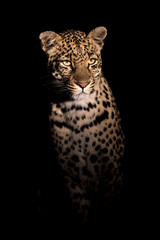 Adult female leopard in spotlight as seen on a night time safari drive.