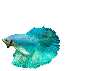 Siamese fighting fish Beautiful blue
