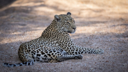 Close up of relaxed female leopard resting in riverbed