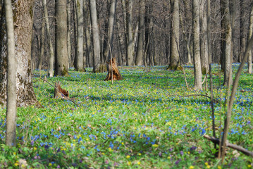 Magical green forest and sunlit wild bluebell flowers.