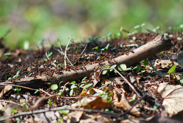 Big anthill in the forest.
