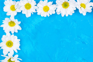 Chrysanthemums on blue background