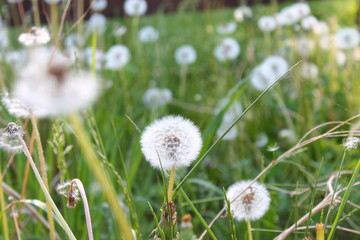 dandelion