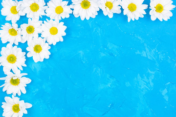 Chrysanthemums on blue background