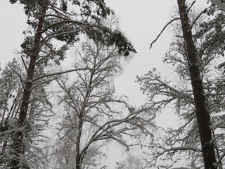 Winter forest. Snow. (The Vast Russia! Sergey, Bryansk.)