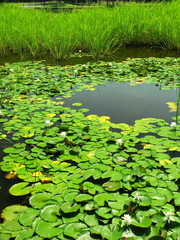 睡蓮池風景