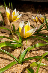 Yellow and white botanical tulips Tulipa tarda (late tulip), wild perennial growing from a bulb, first spring flowers, springtime in a garden