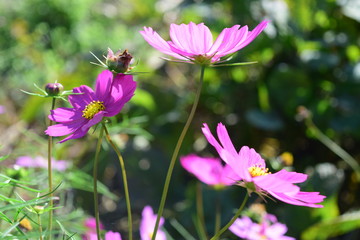 Fototapeta premium 秋桜