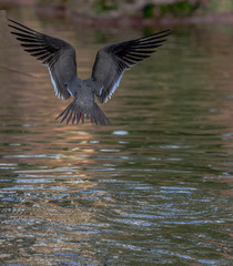 White, Black and Red Plumage on an Arctic Tern Flying over a Pond