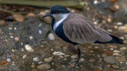 Earth Toned Plumage on a Spur Winged Lapwing Bird on the Ground