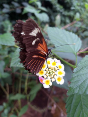 Monarch, Danaus plexippus, butterfly in nature habitat. Nice insect from Mexico. Butterfly in the green forest.