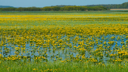 Marsh Marigold (Caltha palustris) flowering in the Biebrza National Park. Chyliny. Poland