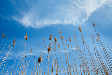 hierba mirando al cielo azul en la albufera de Mallorca vista desde abajo