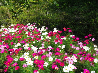 Fototapeta premium 秋桜咲く風景