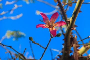 Pink flower of the Silk floss tree (Ceiba speciosa, formerly Chorisia speciosa)