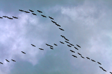 Silhouettes of a flock of pelicans flying in the overcast sky