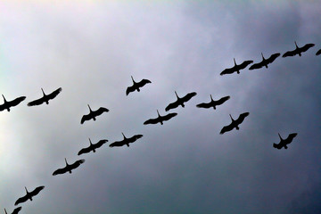 Silhouettes of a flock of pelicans flying in the overcast sky