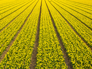 Yellow tulips farm and garden