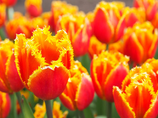Beautiful tulips in field of flora park