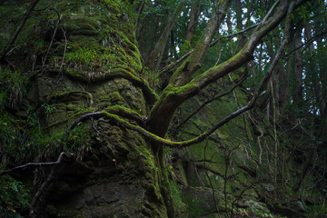 苔と木5