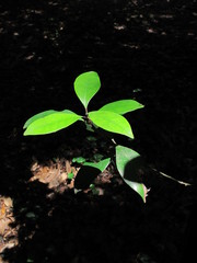 木漏れ日の中の若葉