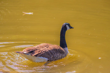 goose in water