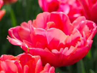 Beautiful tulips in field of flora park