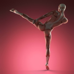 Human Muscle Anatomy