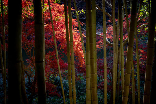 紅葉
