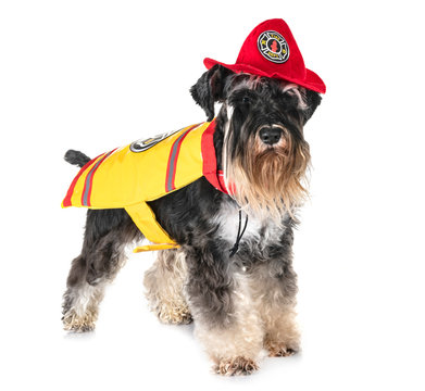 firefighter miniature schnauzer