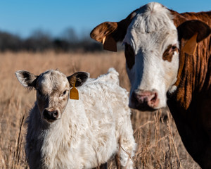White calf with mother