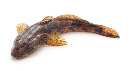 One small fish.