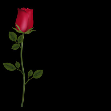 realistic flower of red rose isolated on black background with copy space.