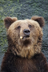 Obraz premium くま