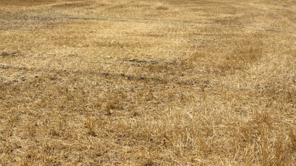 Fototapeta premium Wonderful landscape. Yellow fields of wheat after harvest.