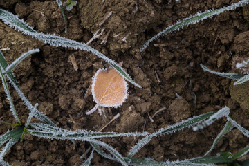Small iced plants and brown leaf