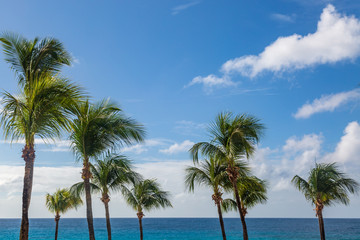 Fototapeta na wymiar Palm Trees with the Caribbean sea behind