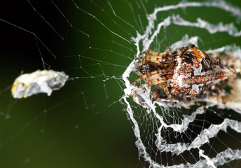 Macro Photo of Spiders are on the Web with the Victim Isolated on Nature Background