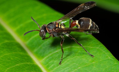 Macro Photo of Wasp on Green Leaf