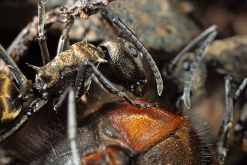 Macro Photo of Golden Weaver Ant Attack Prey