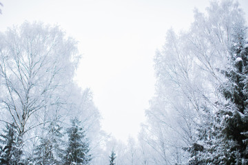 winter forest
